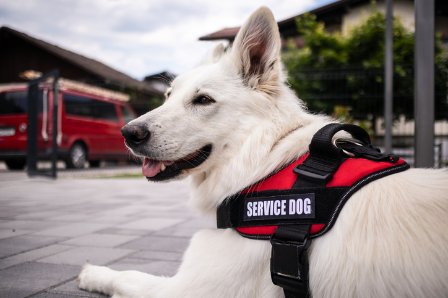 Legal Tip of the Week: What Is a Service Animal?